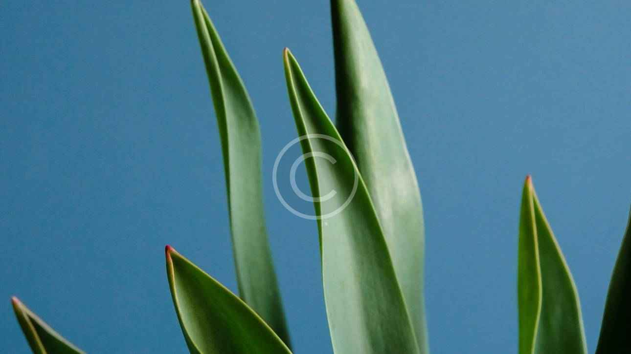 events img 8 copyright